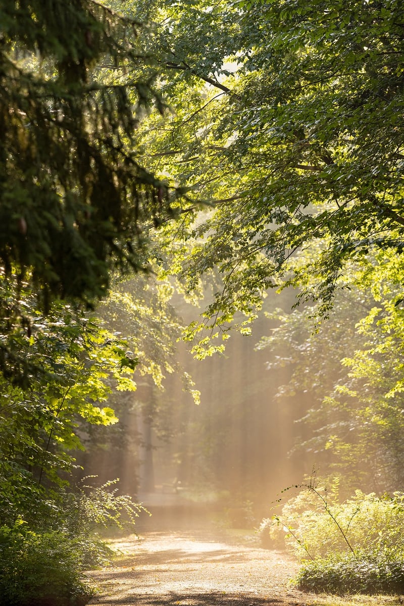 Forest Bathing