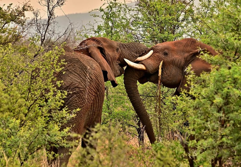 Jungle Safari